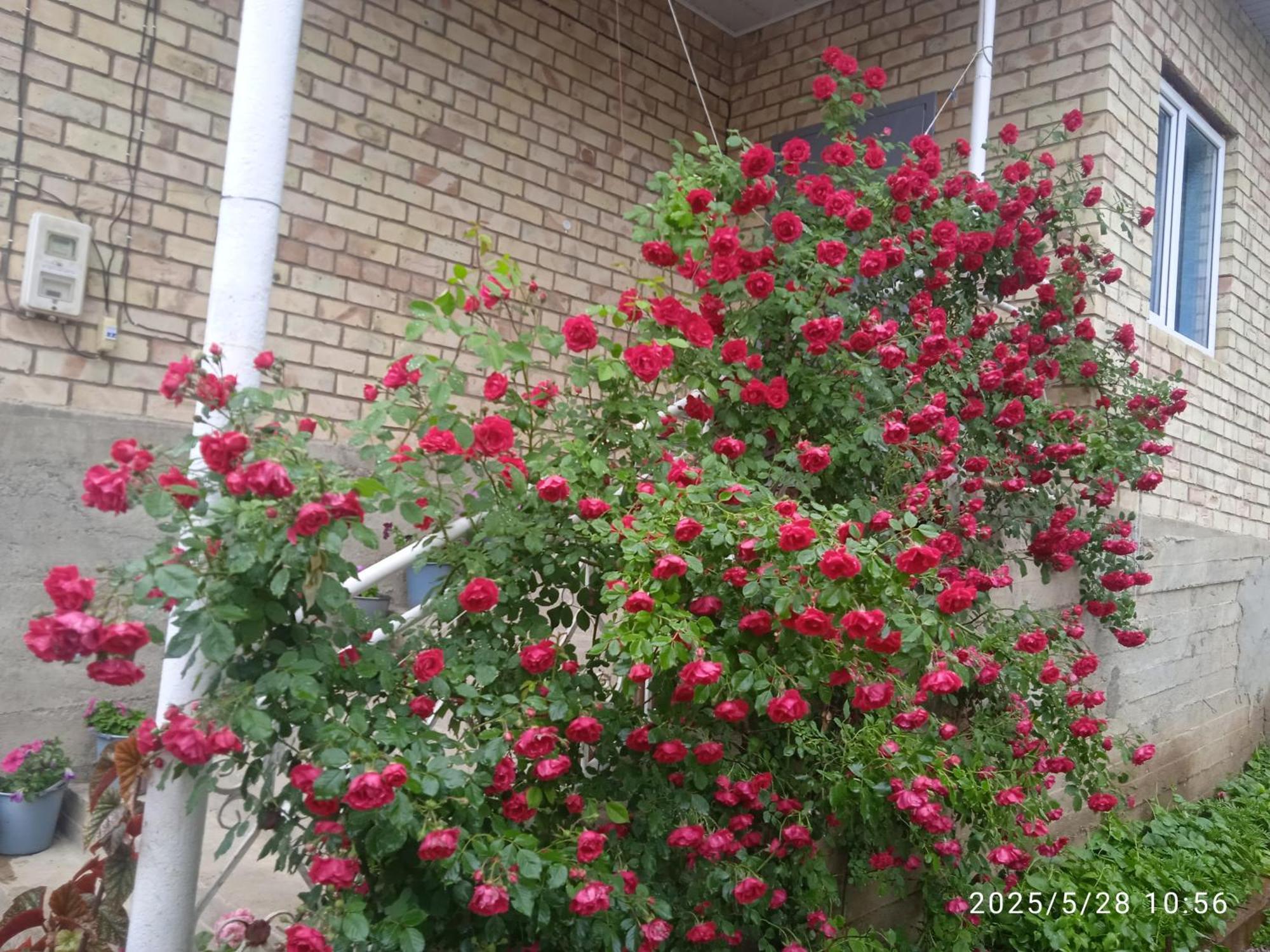 Guest House Kyzyl Alma Arkit Dış mekan fotoğraf